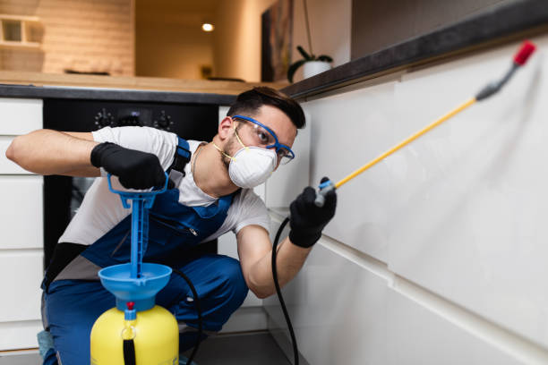 Best Affordable Pest Control Services  in Springerville, AZ