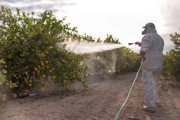 Best Emergency Pest Control  in Springerville, AZ