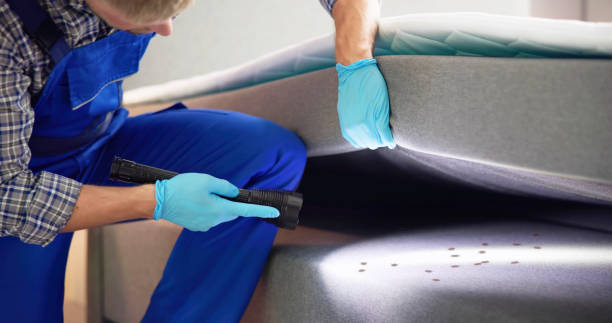 Best Pest Control for Homes  in Springerville, AZ