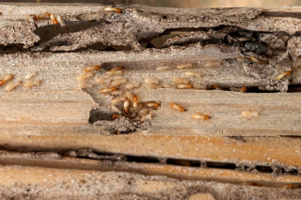 Best Pest Control Near Me  in Springerville, AZ