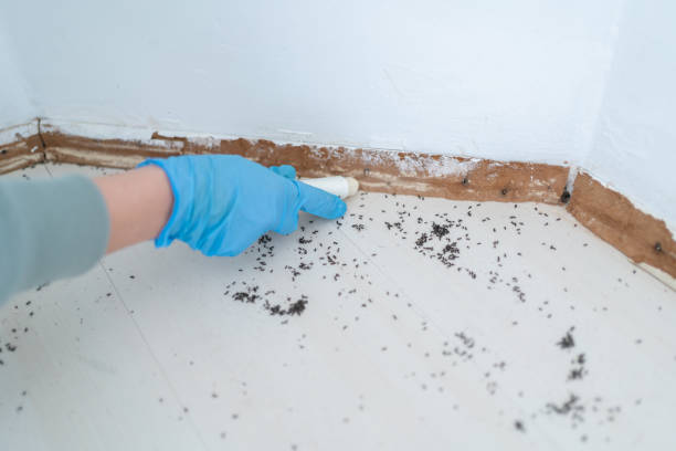 Professional Pest Control in Springerville, AZ