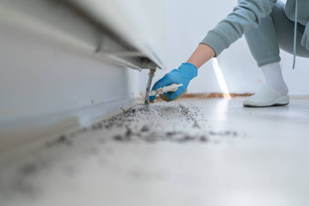 Best Pest Inspection Near Me  in Springerville, AZ